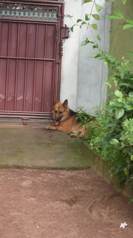 German Shepherd Dog, Kelaniya, Sri Lanka.