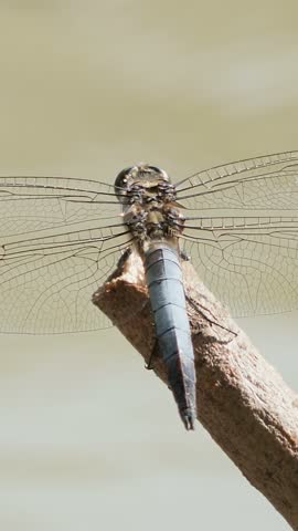 Vertical macro shot of a blue dragonfly perching on a wooden stick above a flowing river.