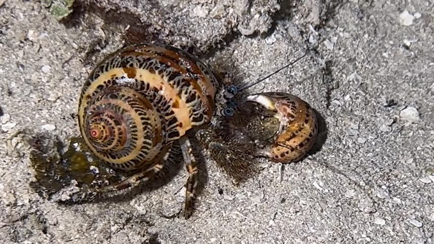 Hermit crab from Fiji Underwater