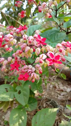 Macro footage of exotic Clerodendrum splendens flowers moving in the breeze as small ants explore the blossoms
Beautiful red Clerodendrum flowers gently swaying outdoors with little ants walking on the tropical plant.
Close-up of a blooming bleeding-heart vine flower swaying gently in the wind with ants crawling on the petals.