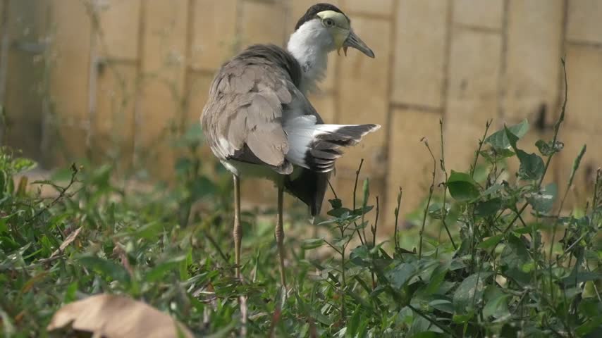 Beautiful masked lapwing strolling through green grass while looking for food under the soft morning sunlight.