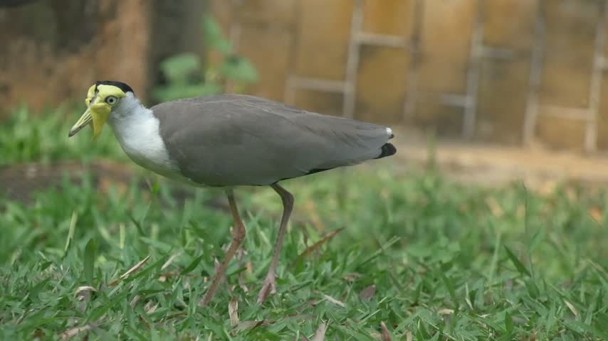Close-up of a masked lapwing walking through lush grass in the morning, carefully searching the ground for food