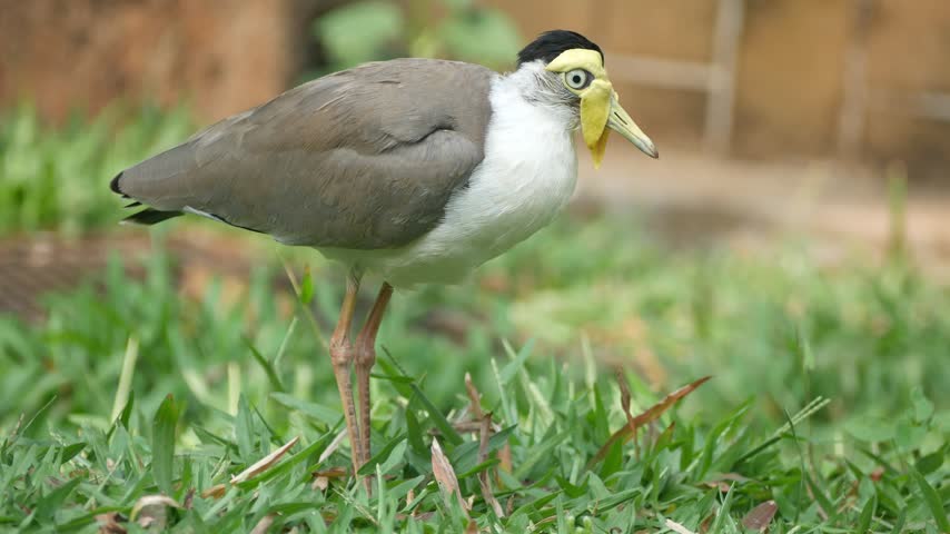 Masked lapwing moving through a green grassy field while foraging for food on a beautiful sunny morning