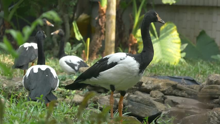 Magpie goose strolling through a grassy habitat, showcasing its unique appearance and graceful walking behavior.