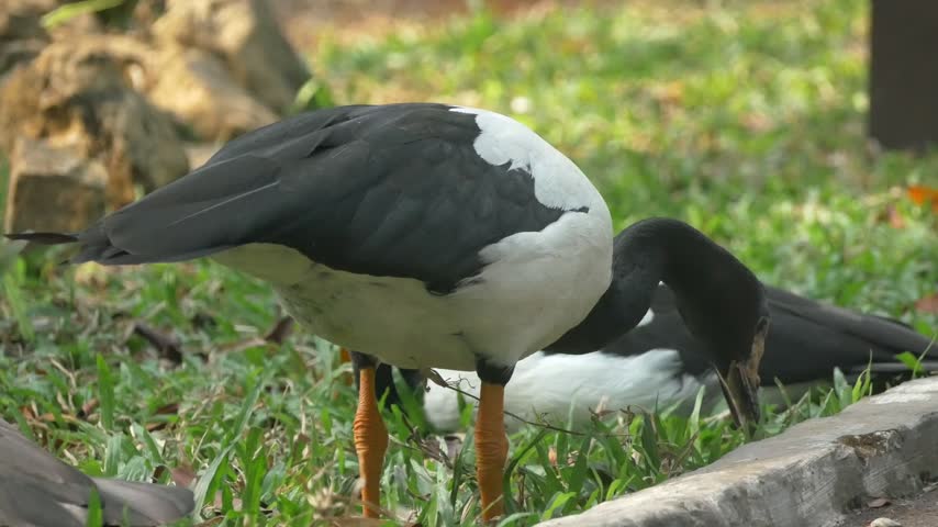 Close-up of a magpie goose walking across green grass while calmly exploring its surroundings