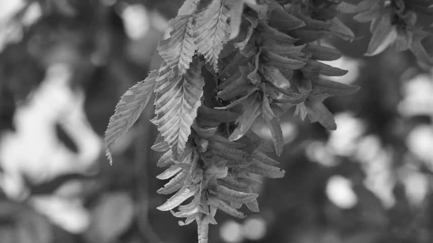 Black and white close up shot of tree leaves and seed pods hanging on branch