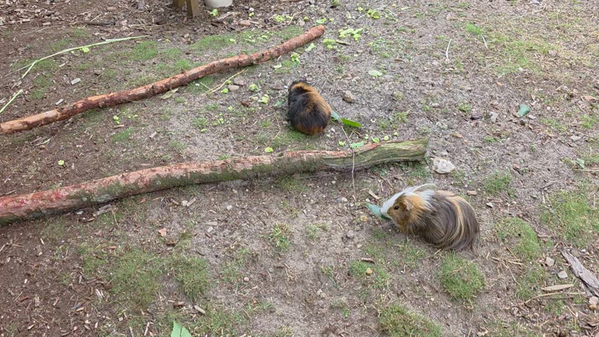 ​Group of Cute Domestic Guinea Pigs Foraging and Eating Leaves Outdoors.