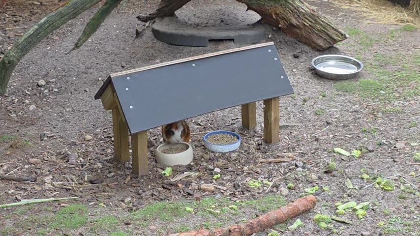 ​Cute Guinea Pig Eating Dry Food Under a Small Wooden Shelter in an Outdoor Enclosure.