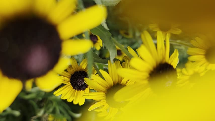 Beautiful yellow and brown garden flowers.
