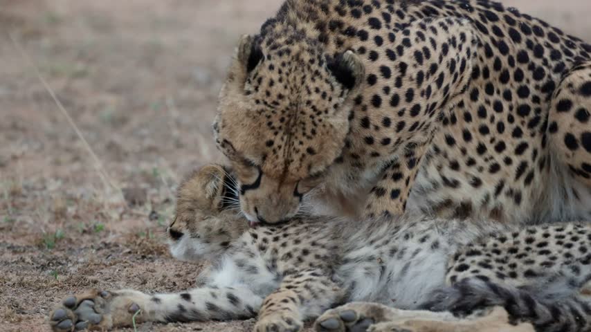  a cheetah mother grooming her cub close-up