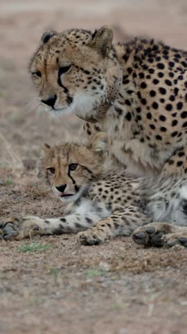  Vertical video, cheetah mother grooming her cub