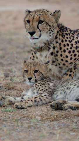 Vertical video, cheetah mother grooming her cubs