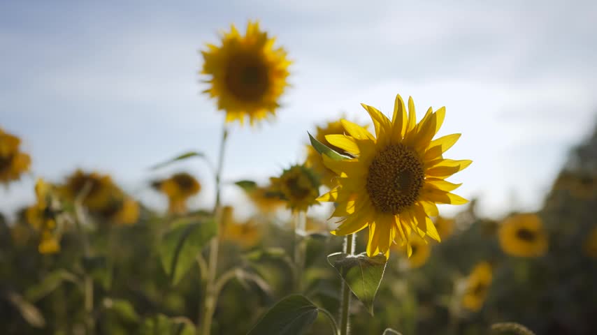 Sunflower field sun sky. In a field, sunflowers stand tall, showcasing vibrant sunflowers under the clear sky. A few sunflowers lean towards the sunlight, embracing the warmth of the sunflowers.