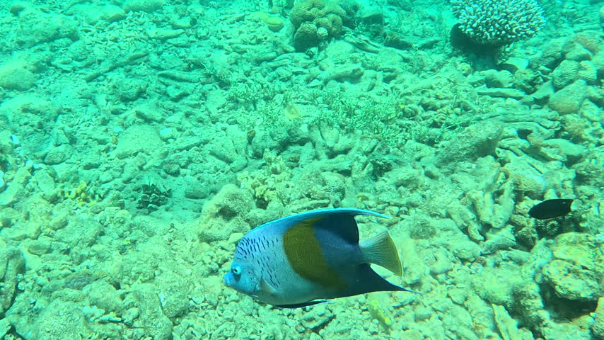 Yellow bar Angelfish Swimming Calmly Along Rocky Seabed Underwater