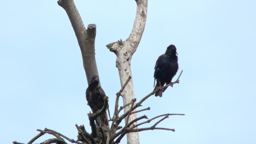 Two black birds European starlings Sturnus vulgaris resting on dry wooden tree branches as a metaphor for partnership, natural lighting. Survival Instinct and Interconnection.