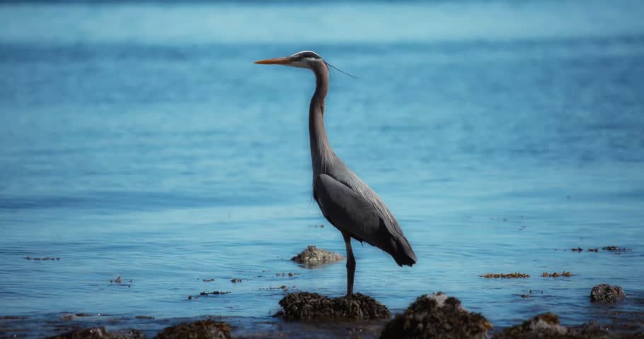 Blue Heron Standing Gracefully by the Ocean Shore – Majestic Wild Bird in 4K Nature Footage