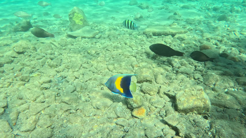 Following a Yellowbar Angelfish Along Rocky Seabed in the Reef