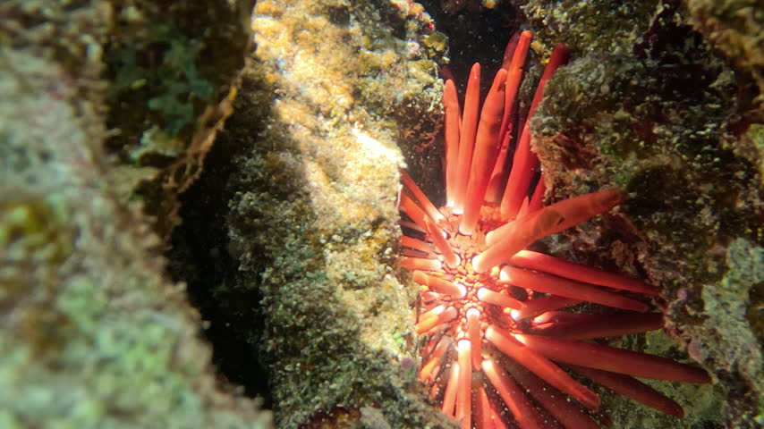 Slate Pencil Urchin Lodged Inside a Coral Reef Crevice
