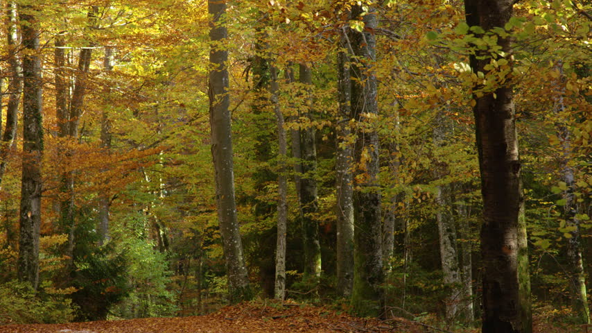 Falling leaves and rich autumn colors in deciduous forest. Peaceful woodland scene filled with vibrant fall foliage, tall tree trunks and a leafy forest floor. Seasonal change in the countryside.