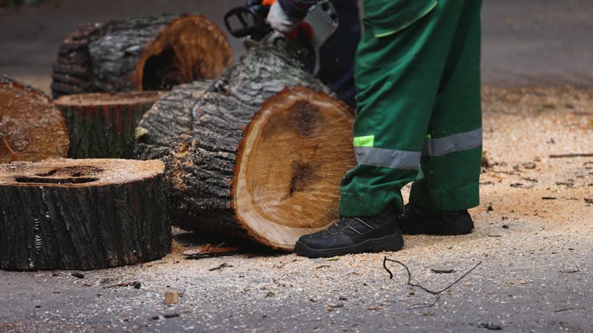 Lumberjack woodcutter team with chainsaw cutting a massive tree in the forest, logger brigade sawing and chopping firewood timber trunk on sawmill, thinning crew at work, fallen tree after the storm