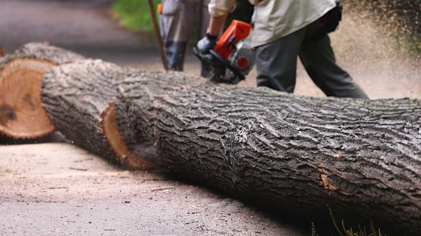 Lumberjack woodcutter team with chainsaw cutting a massive tree in the forest, logger brigade sawing and chopping firewood timber trunk on sawmill, thinning crew at work, fallen tree after the storm