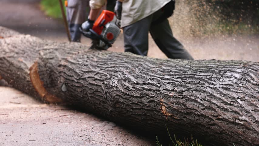 Lumberjack woodcutter team with chainsaw cutting a massive tree in the forest, logger brigade sawing and chopping firewood timber trunk on sawmill, thinning crew at work, fallen tree after the storm