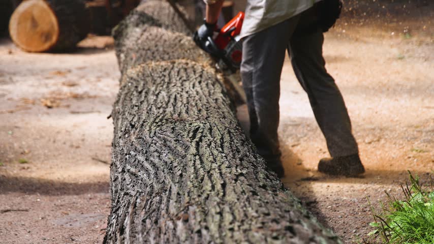 Lumberjack woodcutter team with chainsaw cutting a massive tree in the forest, logger brigade sawing and chopping firewood timber trunk on sawmill, thinning crew at work, fallen tree after the storm