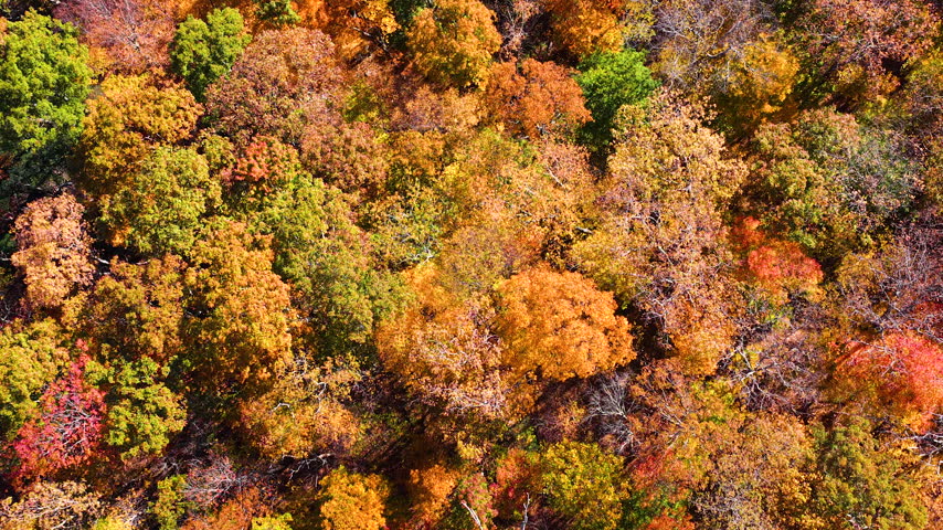 Colorful autumn landscape in Appalachian Mountains of North Carolina. Dense forest blankets the rolling hills with vibrant red, orange and golden foliage.
