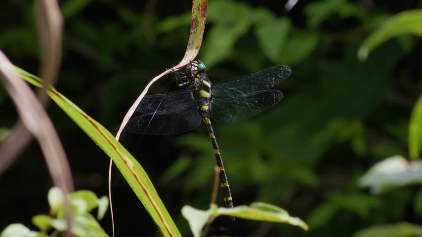 Close-Up of Golden-Ringed Dragonfly (Anotogaster sieboldii) Hanging from Leaf