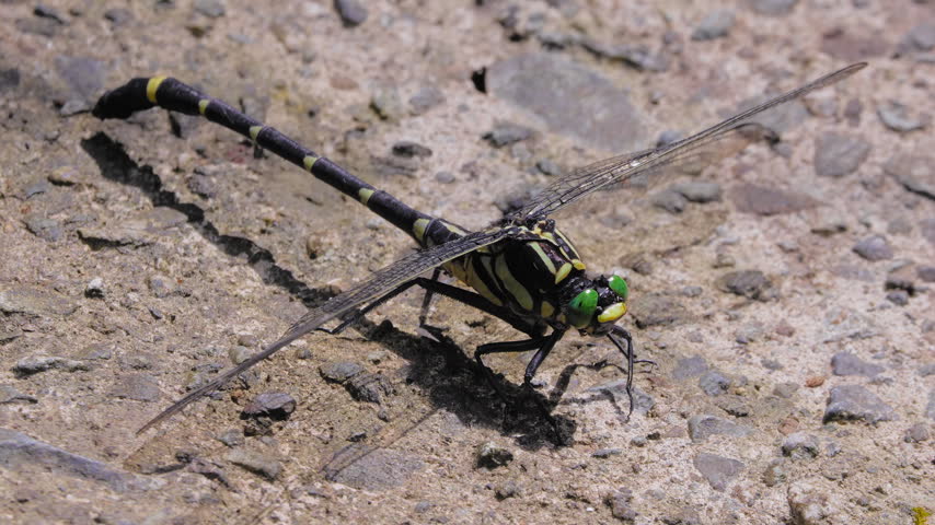 Close-Up of Great Clubtail Dragonfly (Sieboldius albardae) Resting on Ground
