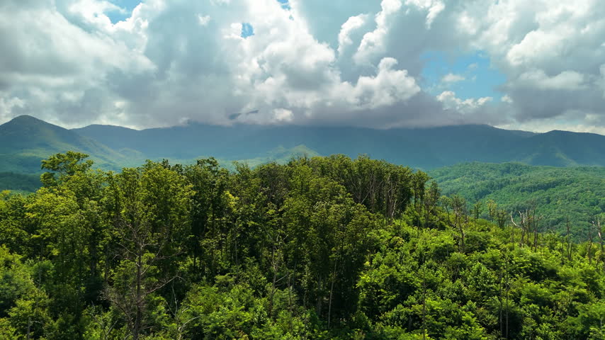 Smoky mountains summer woods. Appalachian mountains in North Carolina with fresh green forest trees in summertime rainy season. Beauty of USA nature.