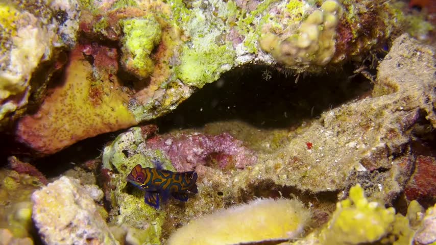 A colorful mandarin fish (Synchiropus splendidus) swimming among coral reefs in tropical ocean waters, macro marine life.