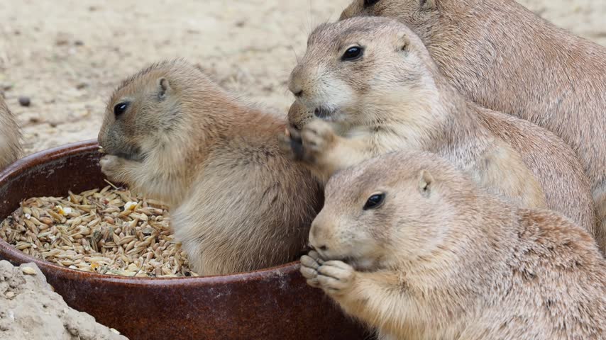 Prairie dogs eating seeds from a bowl, displaying natural feeding behavior