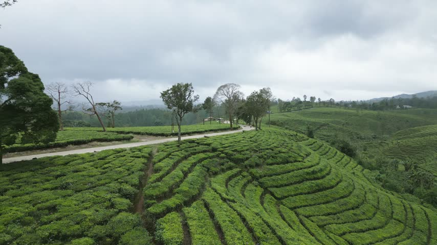 Aerial side view of a motorbike approaching on a rural country road going through a scenic tea field valley in Pangalengan, on an overcast cloudy day in Java, Indonesia