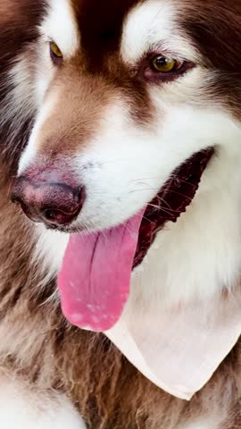 Close-up portrait of a happy Alaskan Malamute dog with brown and white fur, striking amber eyes, and tongue sticking out. Perfect for pet care, animal background, and domestic canine concepts.