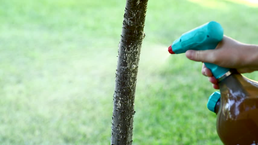 Protecting fruit tree trunk with spray treatment on sunny outdoor background.