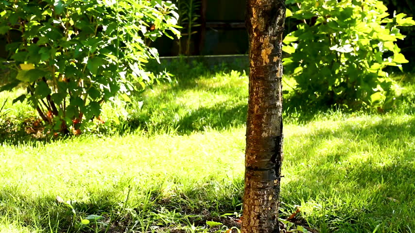 Applying fungicide solution on tree trunk in bright backyard garden setting.