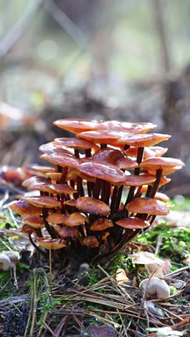 Backlit raindrops fall around a cluster of honey fungus mushrooms growing on a forest stump, glowing in warm sunlight in slow motion