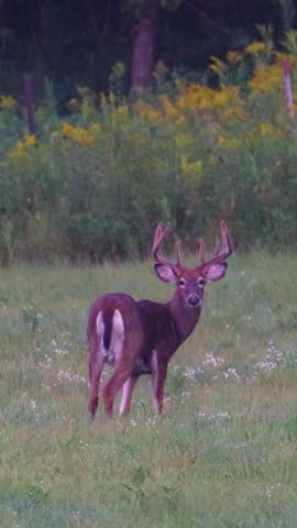 Vertical video of a whitetail deer buck with velvet antlers looking back toward the camera before turning away in a grassy field during an August evening in Dunn County, Wisconsin, USA.
