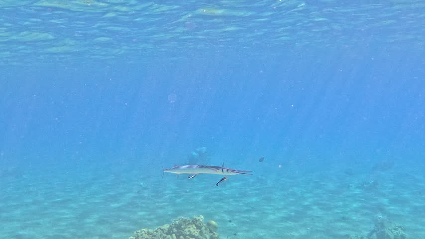 Crocodile Needlefish Gets Cleaned by Cleaner Wrasse Underwater