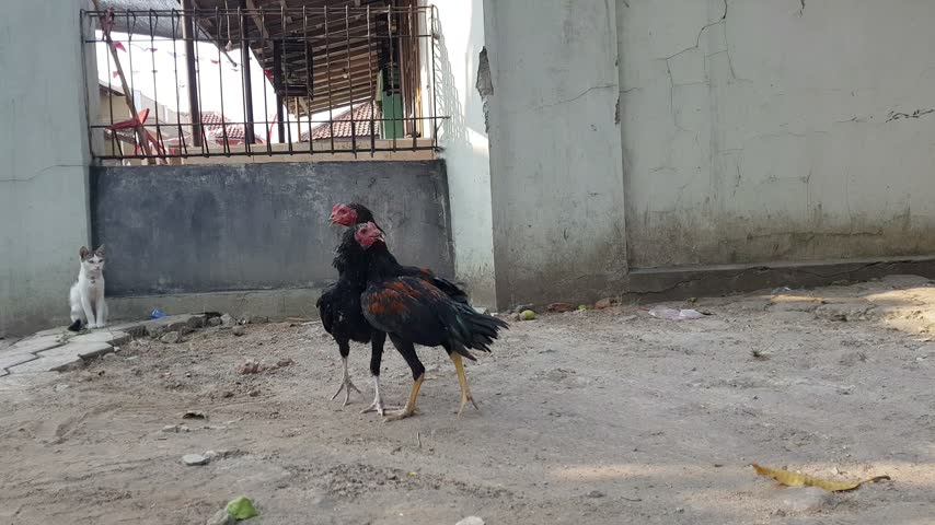 Two roosters fighting naturally in front of a house while a cat watches nearby.