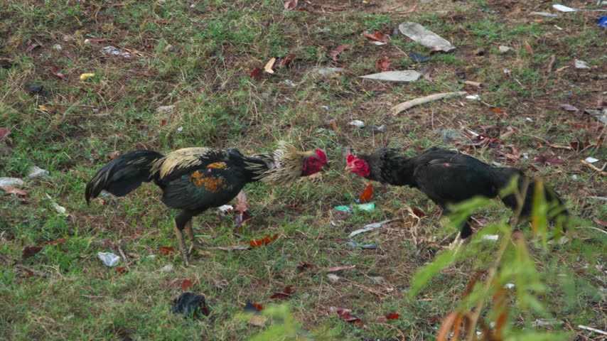 Two roosters fighting and attacking each other in a grassy field with litter, pecking and jumping in natural daylight