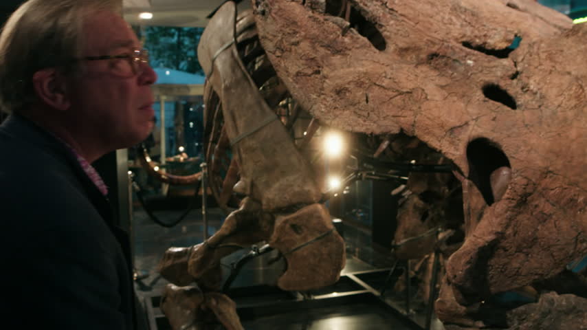 Man looking closely at a giant triceratops dinosaur fossil skeleton on display in a museum hall
