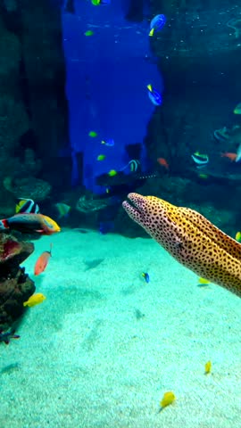 Spotted moray eel surrounded by colorful tropical reef fish swimming underwater in an aquarium tank