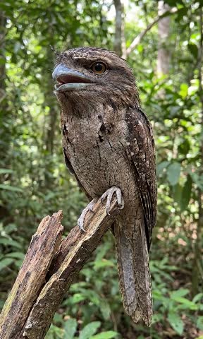 Tawny frogmouth bird perched on tree branch in forest. Camouflaged brown bird with large mouth open wide and yellow eyes, wildlife nature photography.