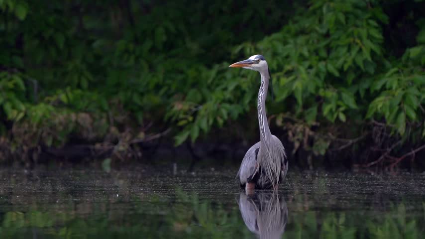 A great blue heron stands tall and upright in a calm palm.