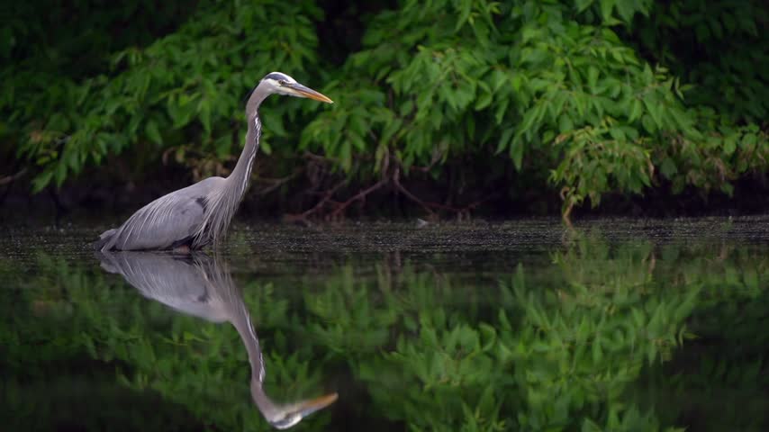A great blue heron leans over a calm pond, waiting patiently for its moment to strike.