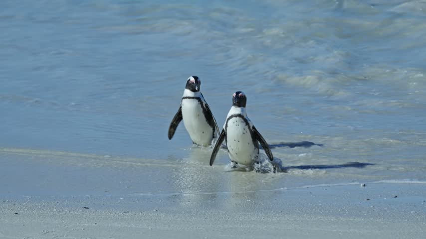 African penguins walking along the shoreline at Boulders Beach, Cape Town, South Africa. Wildlife footage showing the birds moving naturally beside gentle waves