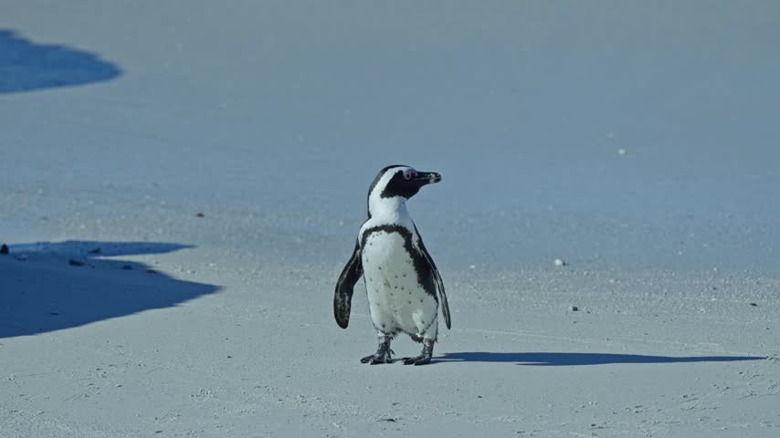 Marine Conservation, Wildlife Habitats, Natural Environments, Boulders Beach, South Africa, Endangered African Penguins, handheld Cinematic view