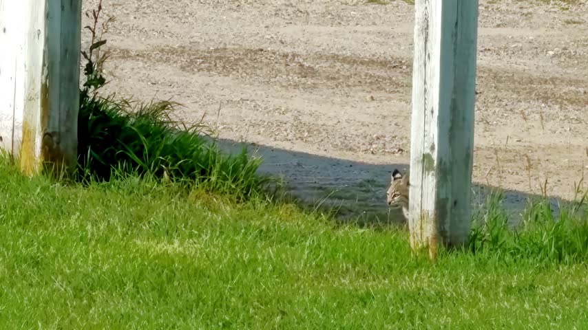 Side profile shot of a wild female bobcat walking across a grassy lawn followed closely by her small young kitten during the daytime.